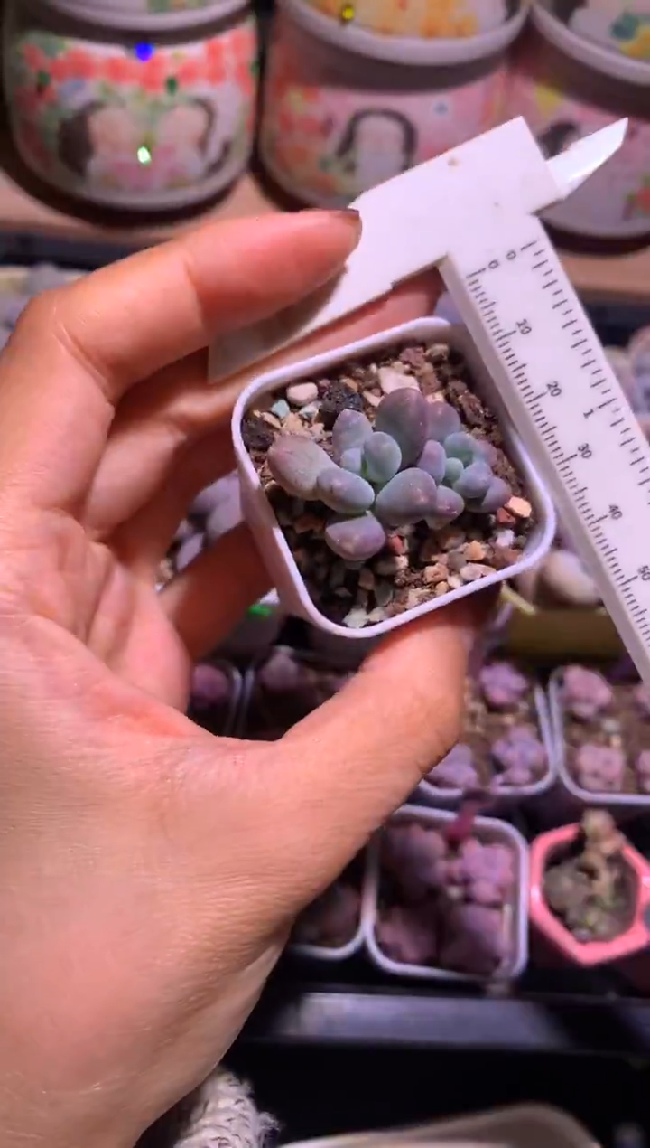 咖啡猫奶酪，满28包邮不满发一个叶片到付