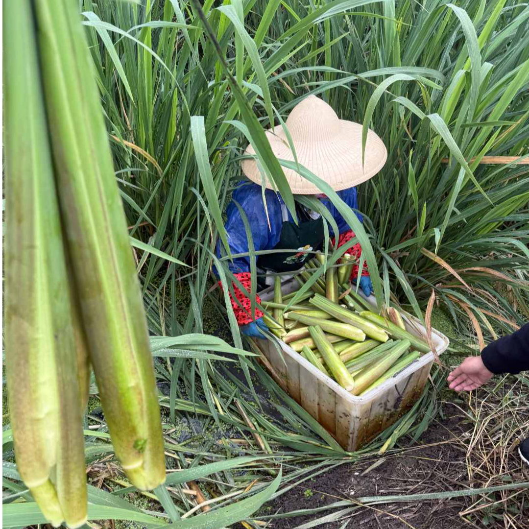 高产茭白苗现挖双季茭笋苗早熟优质茭瓜苗养虾养鱼池塘水田套养