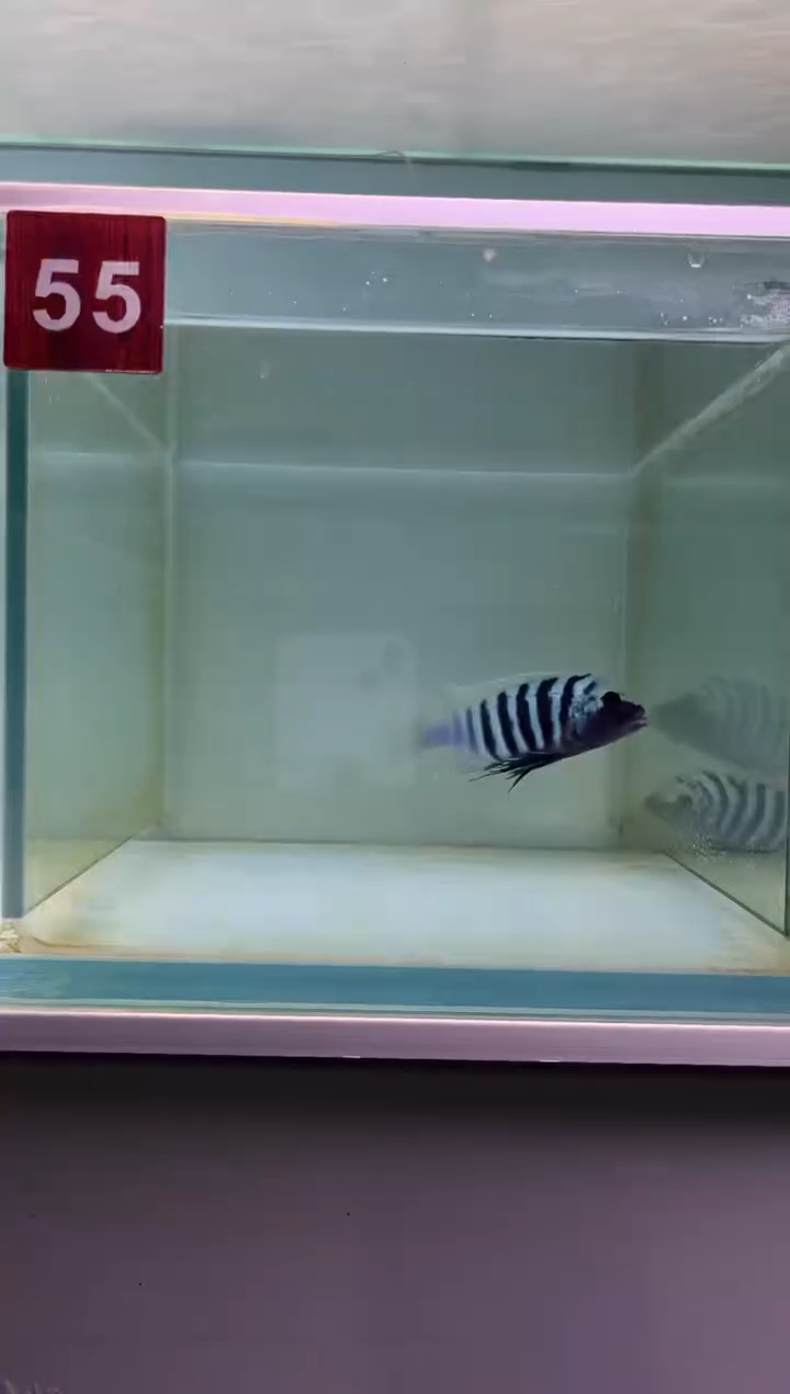 慈鲷鱼野生三湖慈鲷