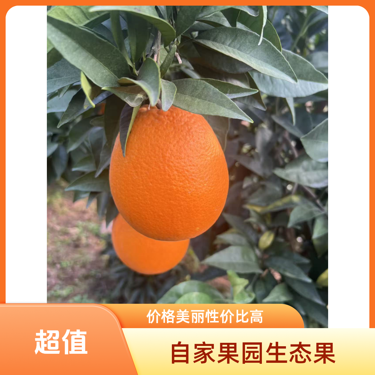 万州长红脐橙新鲜现摘现发脆甜化渣