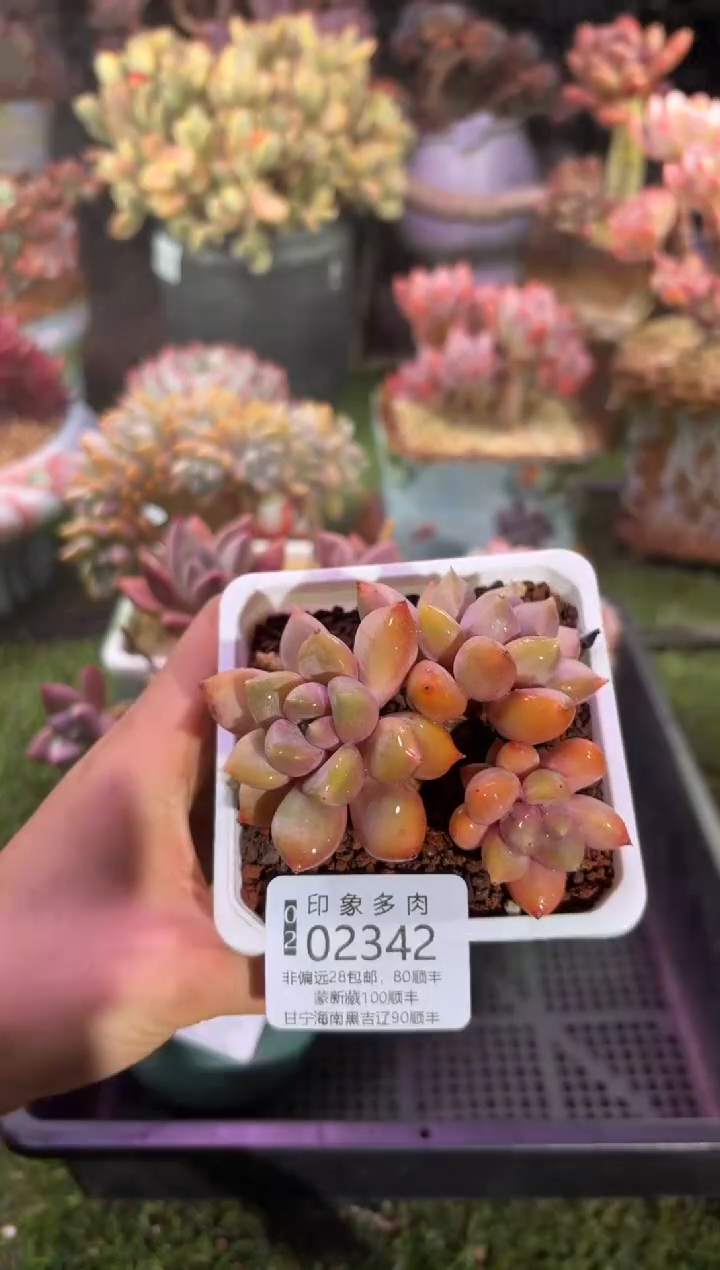 【闪购商品】02342