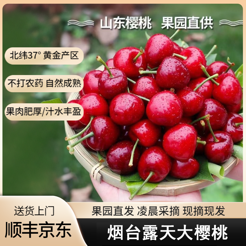 烟台露天大樱桃京东顺丰EMS空运包邮车厘子新鲜应季果园采摘