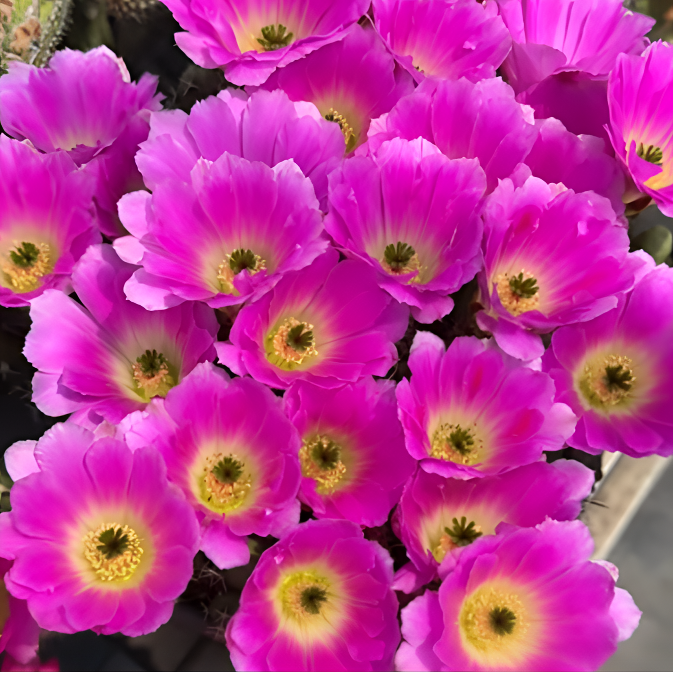 二妹园艺（2棵美花角 带花苞 自根）好花色仙人球满18包邮随机发