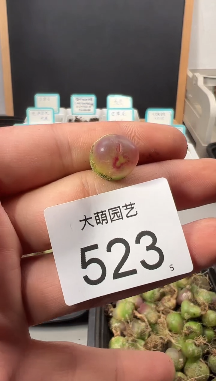 【闪购商品】++++523