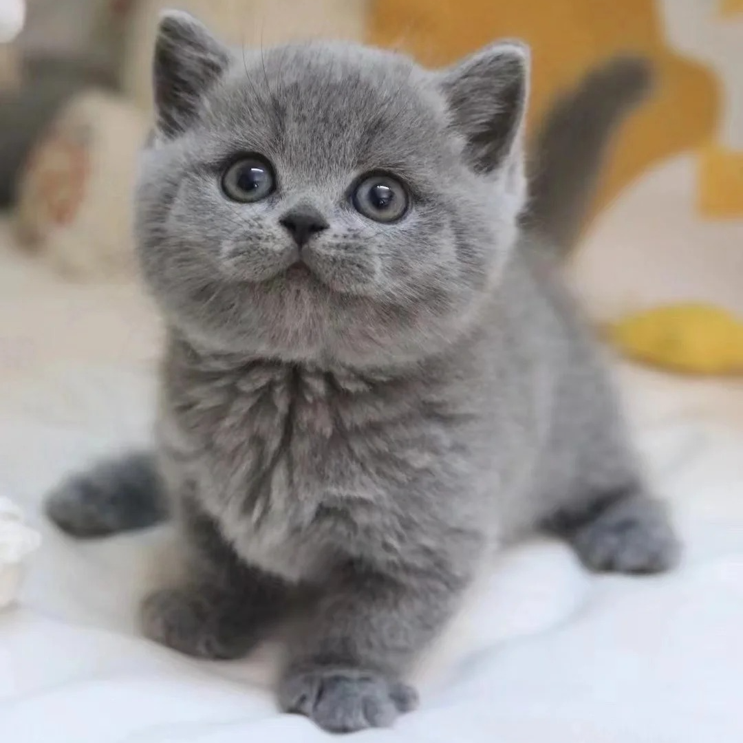 蓝猫 银渐层 美短 通用