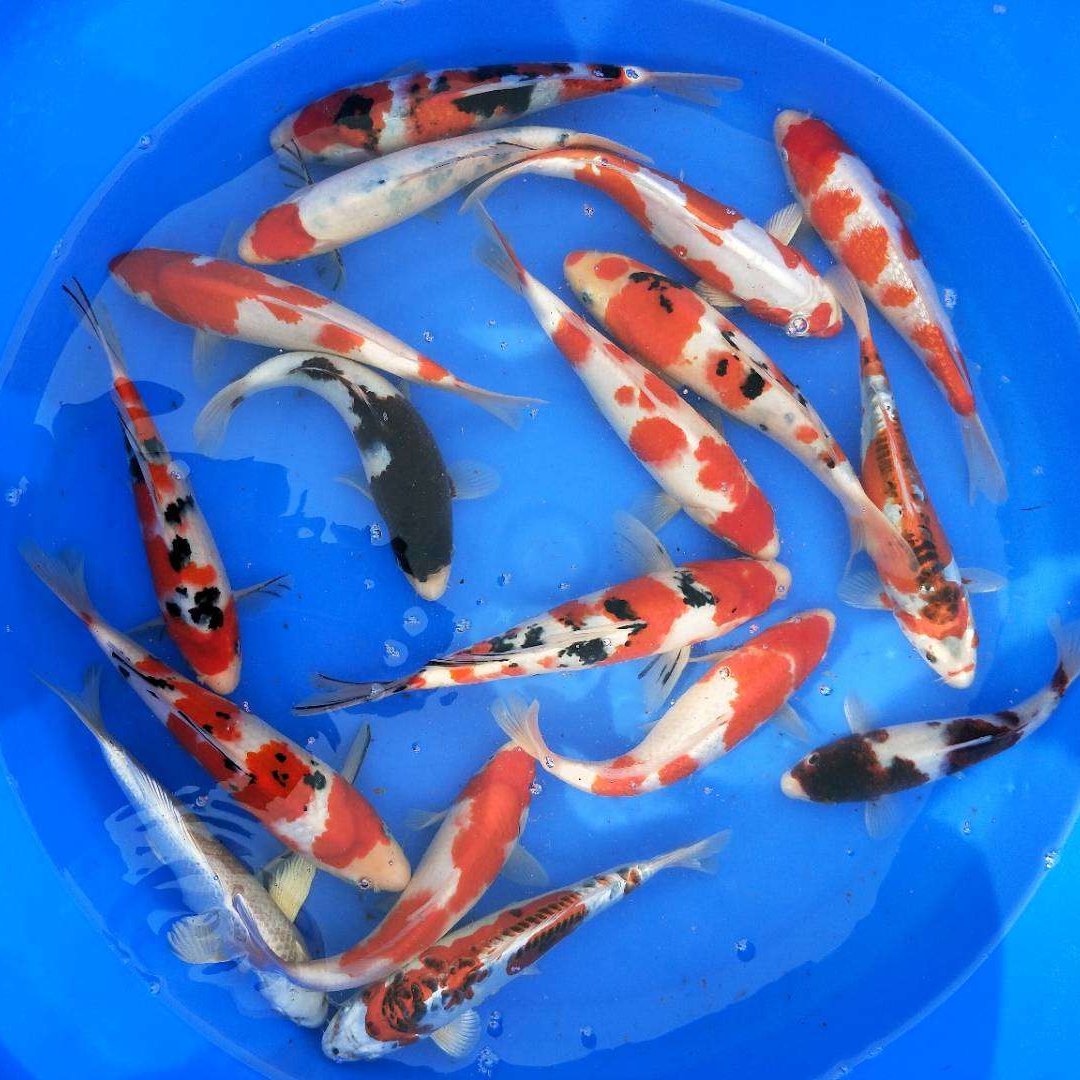 精品锦鲤 易养耐活