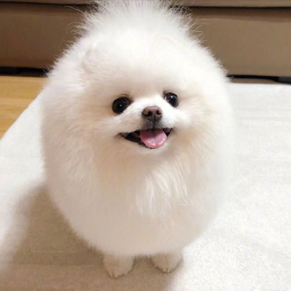 【幸运之星】博美茶杯犬