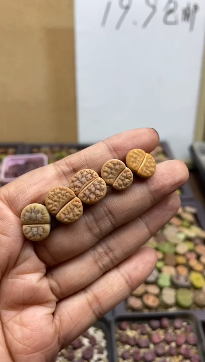 0299直播一物一拍