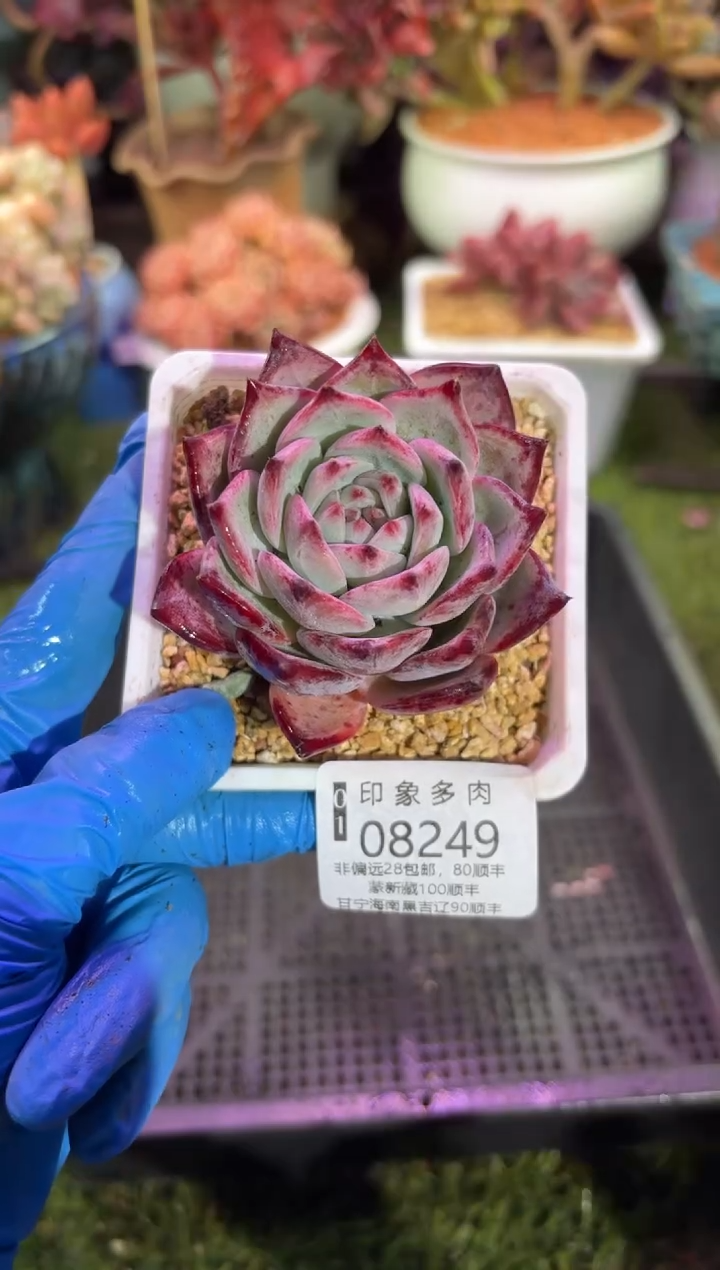 【闪购商品】08249