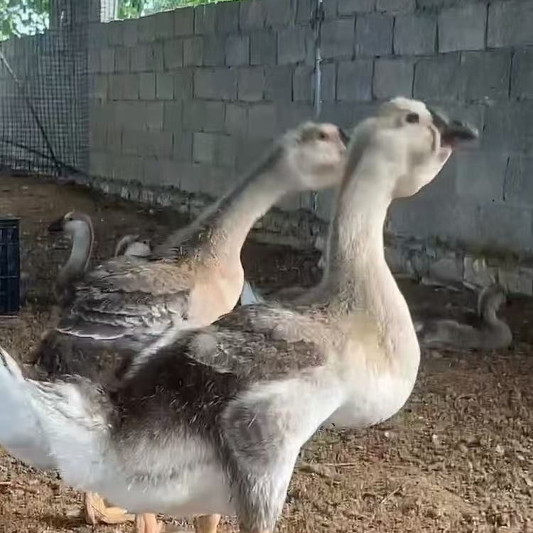 宠物鸭鹅特大种狮头鹅