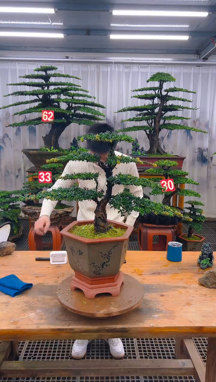 无花朵精品盆景直播间一物一拍