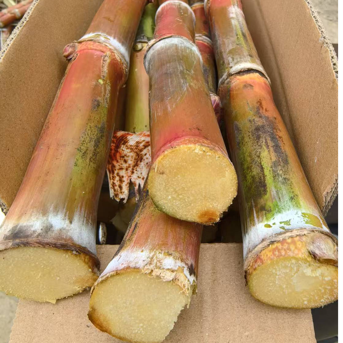 云南老品种红皮甘蔗脆皮甘蔗红皮甘蔗新鲜多汁清甜水果孕妇可食用