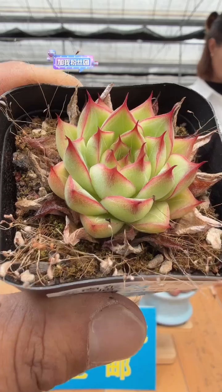 东云多肉园二店-33