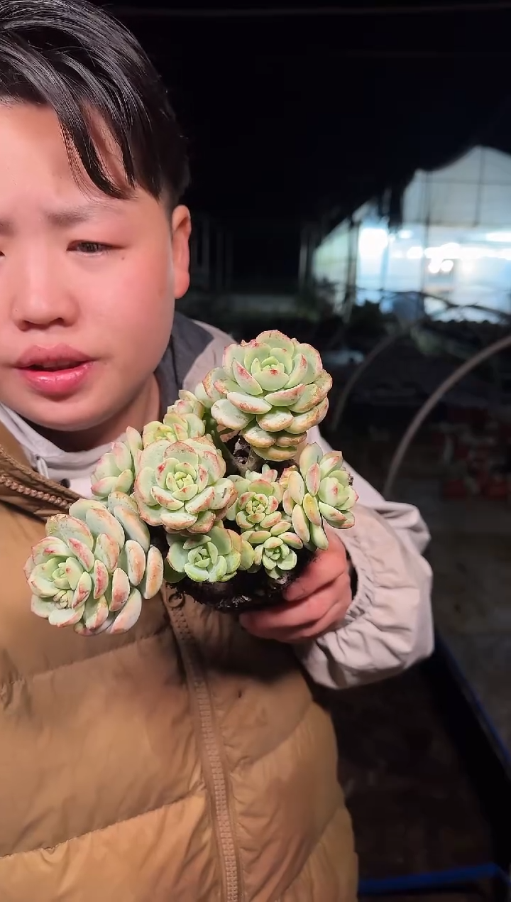 露养区香草群3.99