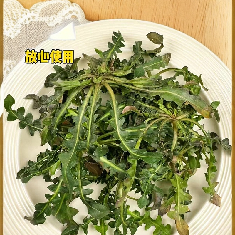 野生新鲜现挖地菜。荠菜。