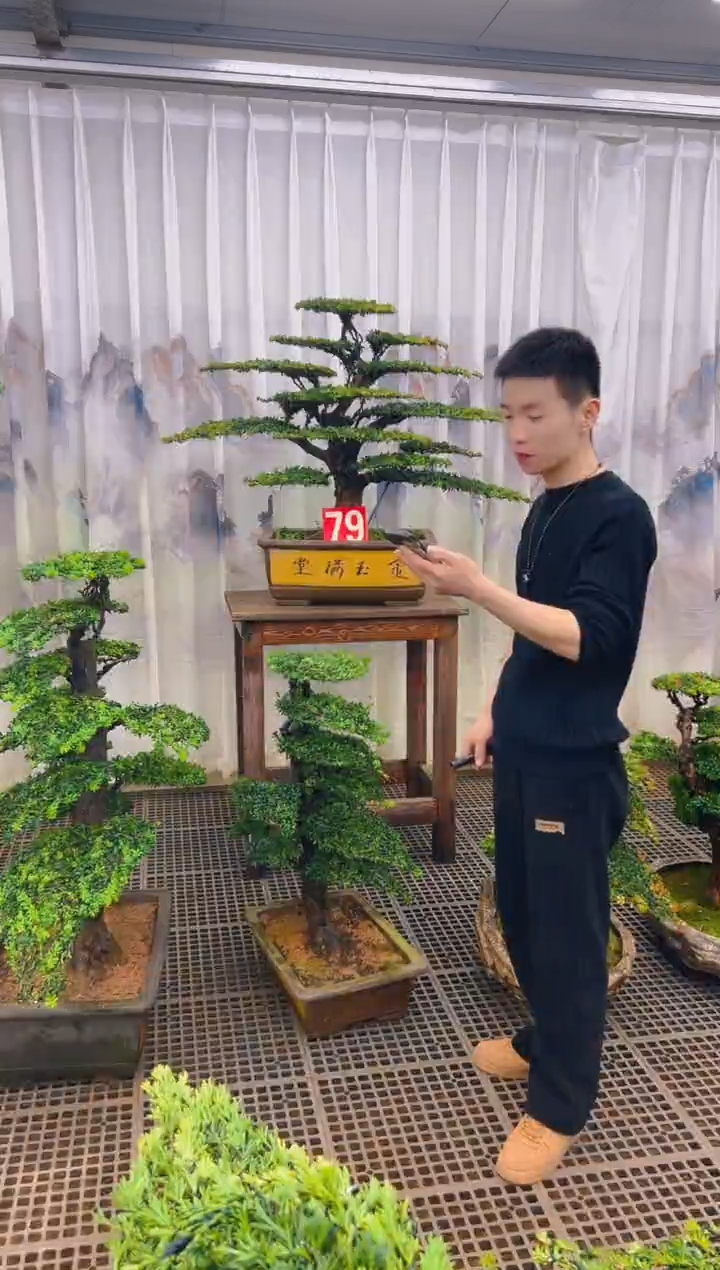 无花朵✨****゛精品盆景直播间一物一拍