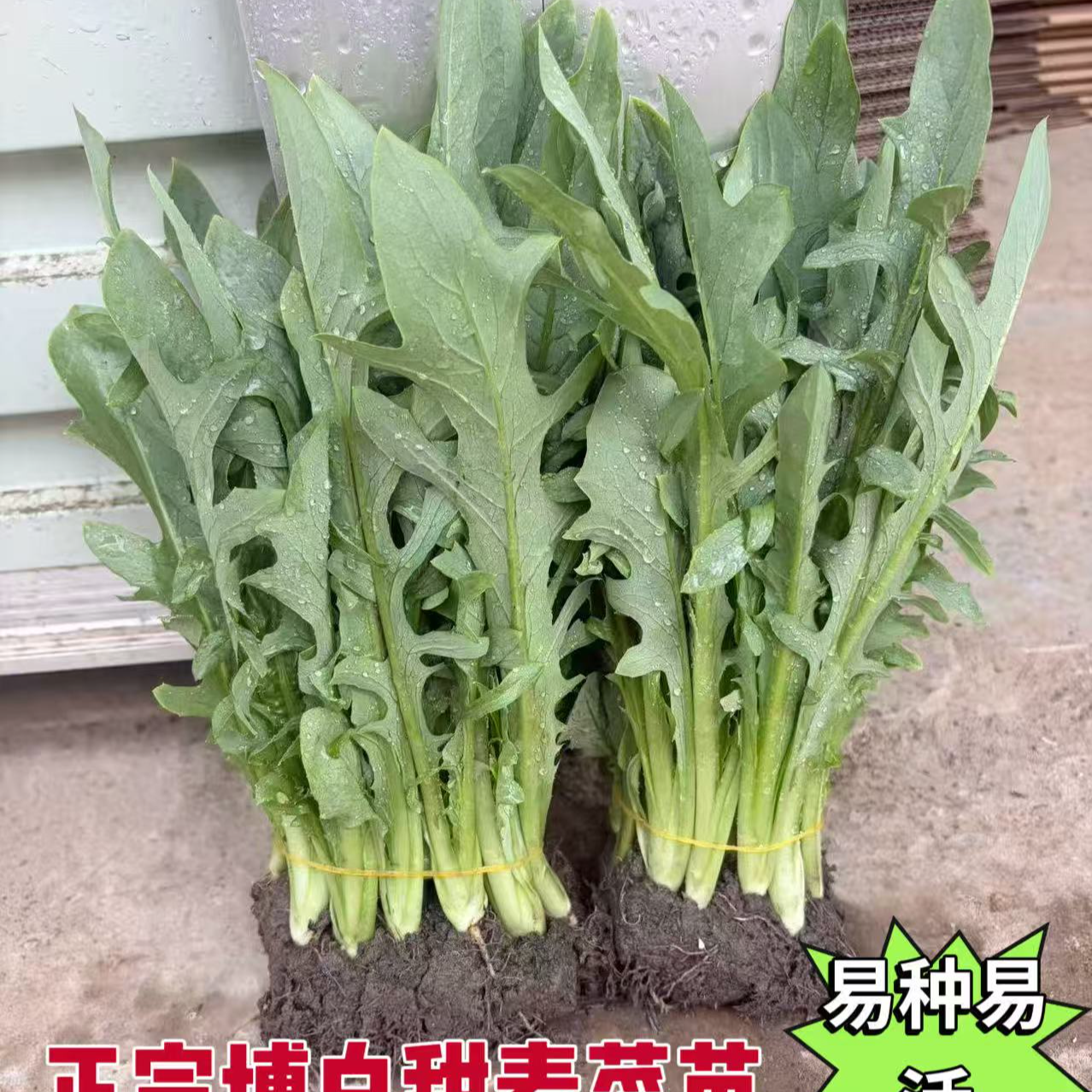 正宗广西博白甜麦菜种苗容易摘种苦唛菜秧苗阳台花盆栽培四季可种