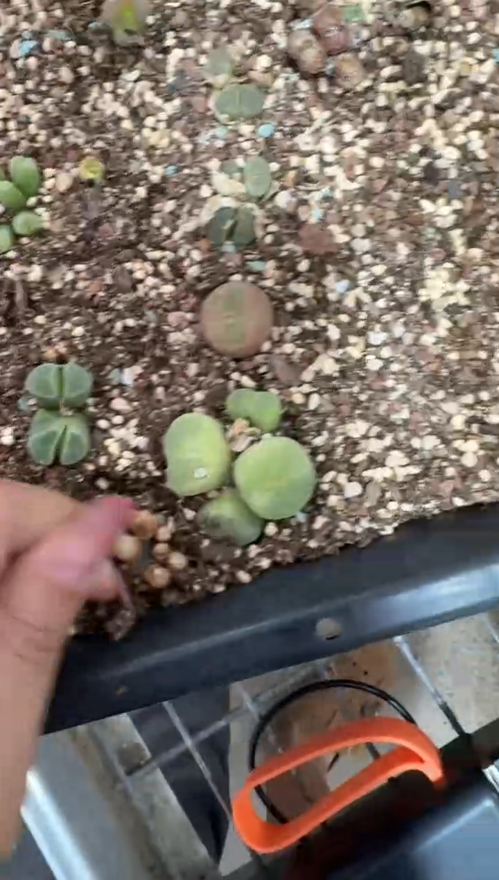 29-188多肉植物肉锥