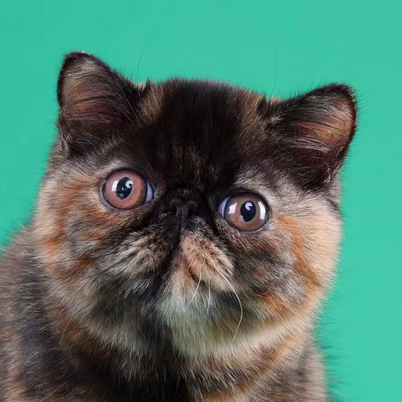 来了姊妹-玳瑁色加菲猫 妹妹 37