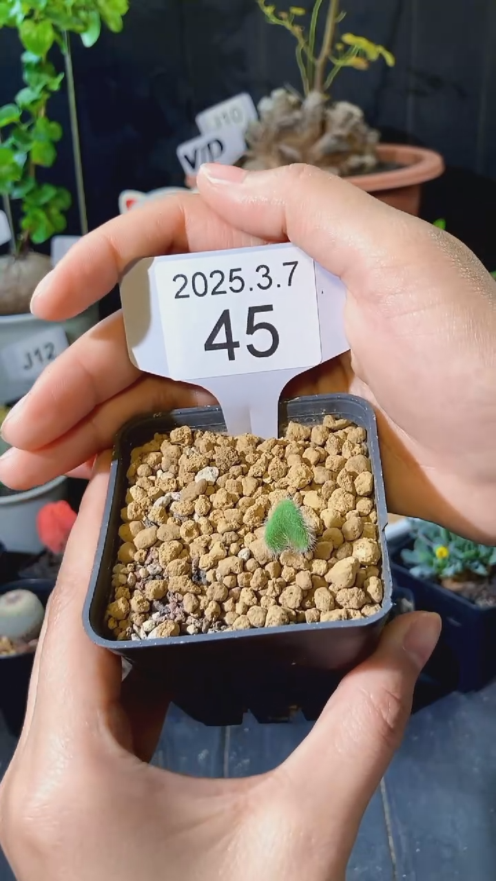 【闪购商品】泡泡叶雾冰玉3.7.45