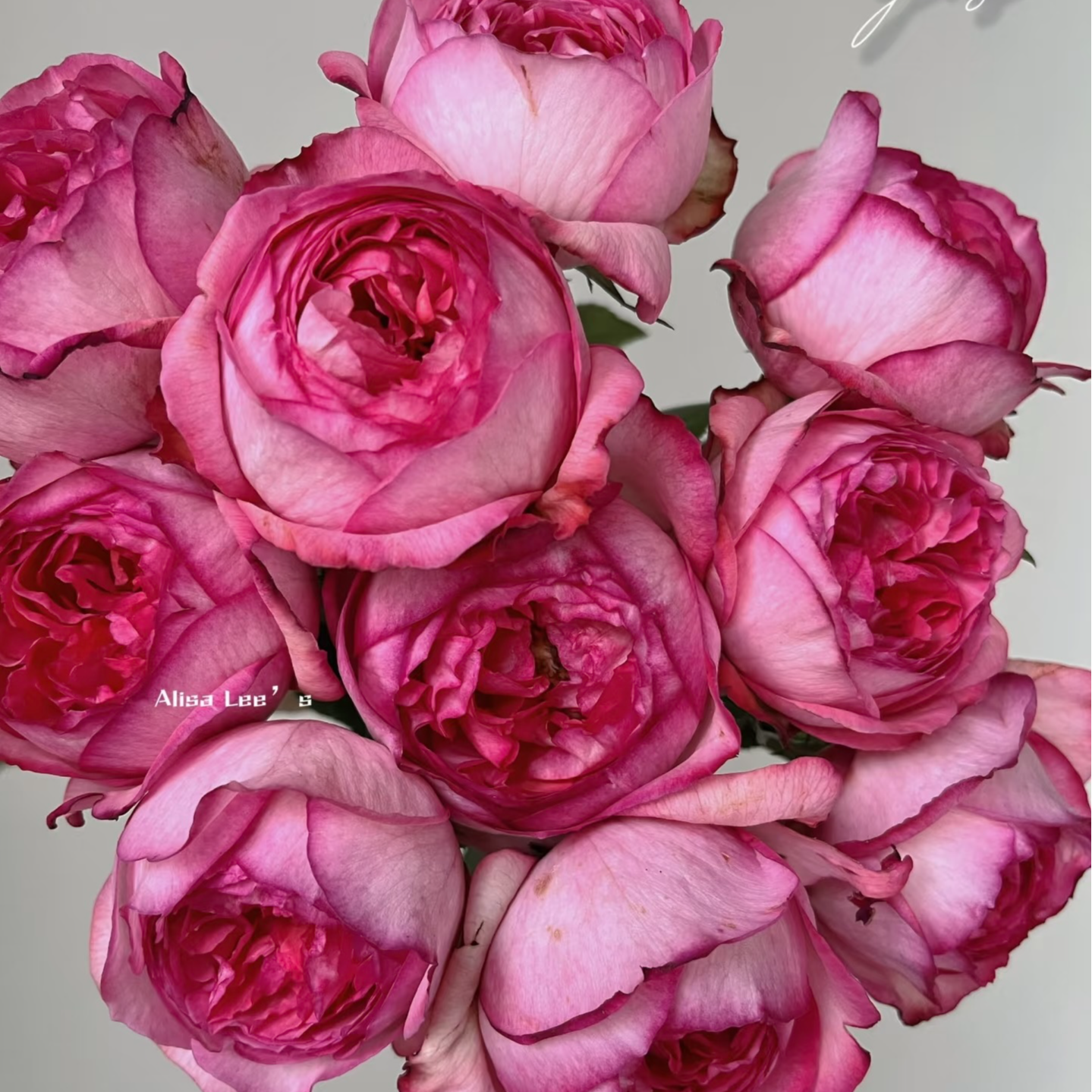 【伊芙妖艳】灌木月季  粉色大花浓香四季开花阳台庭院种植