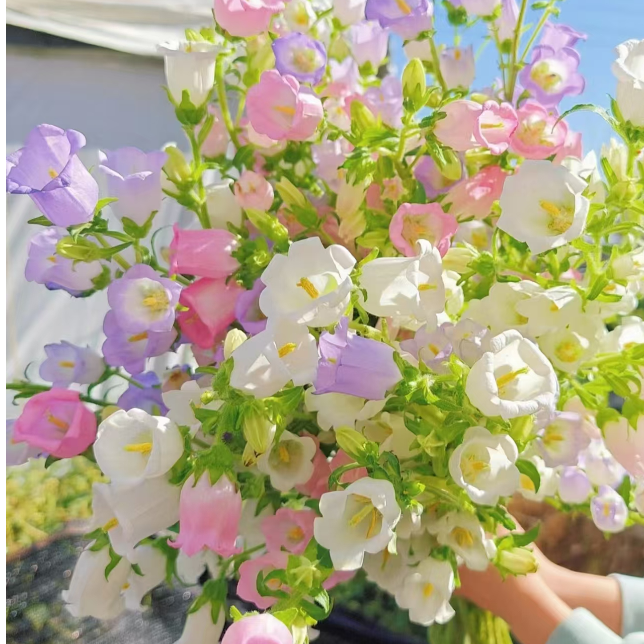 风铃花 粉色紫色混合（4枝）次日达 隔日达  鲜花 鲜切花