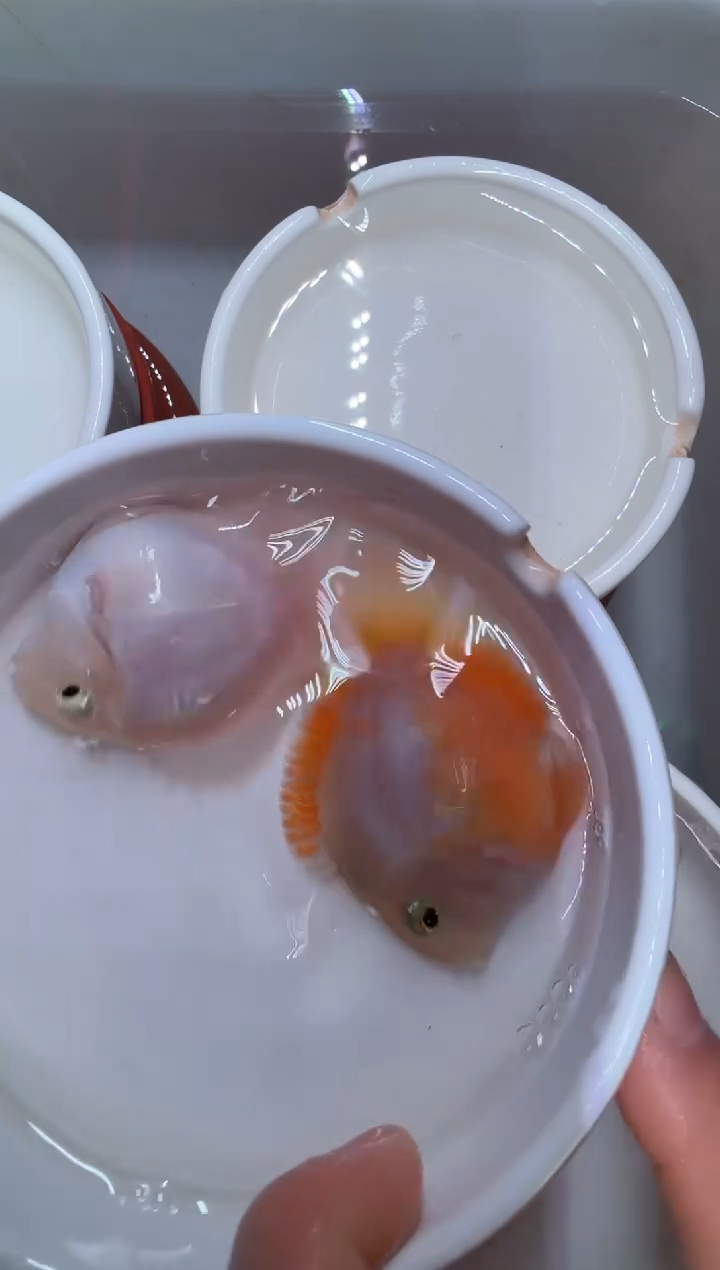 鹦鹉鱼白金公胭脂粉母