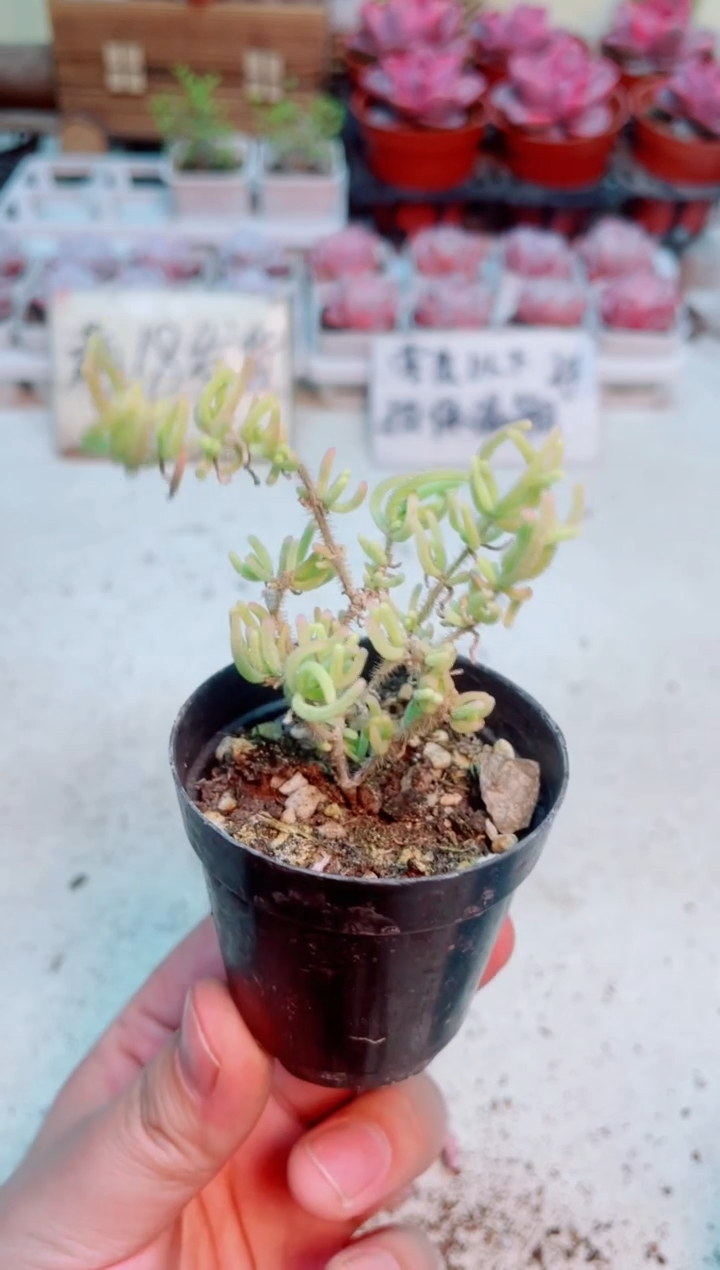 【闪购商品】荧光兔枝干锦