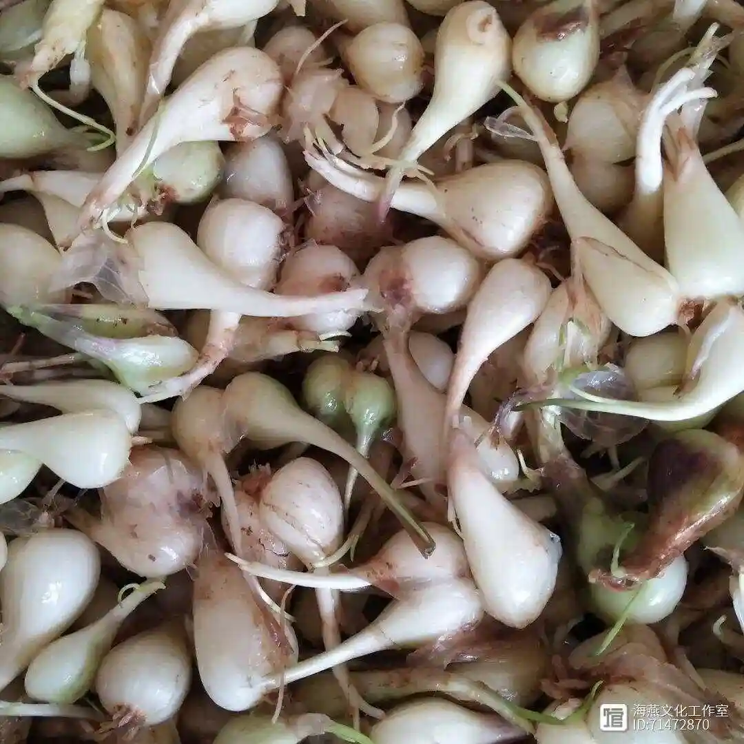 江西进贤农家自种蔬菜荞头