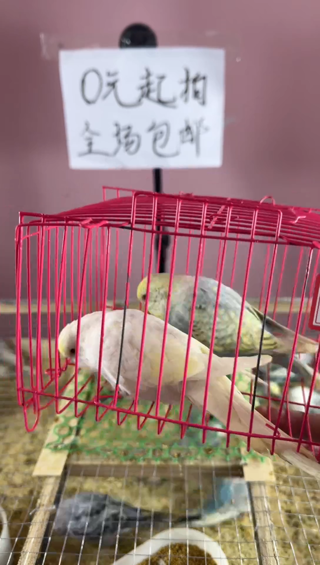 虎皮鹦鹉虎皮鹦鹉