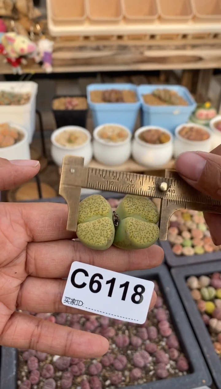 6118直播一物一拍