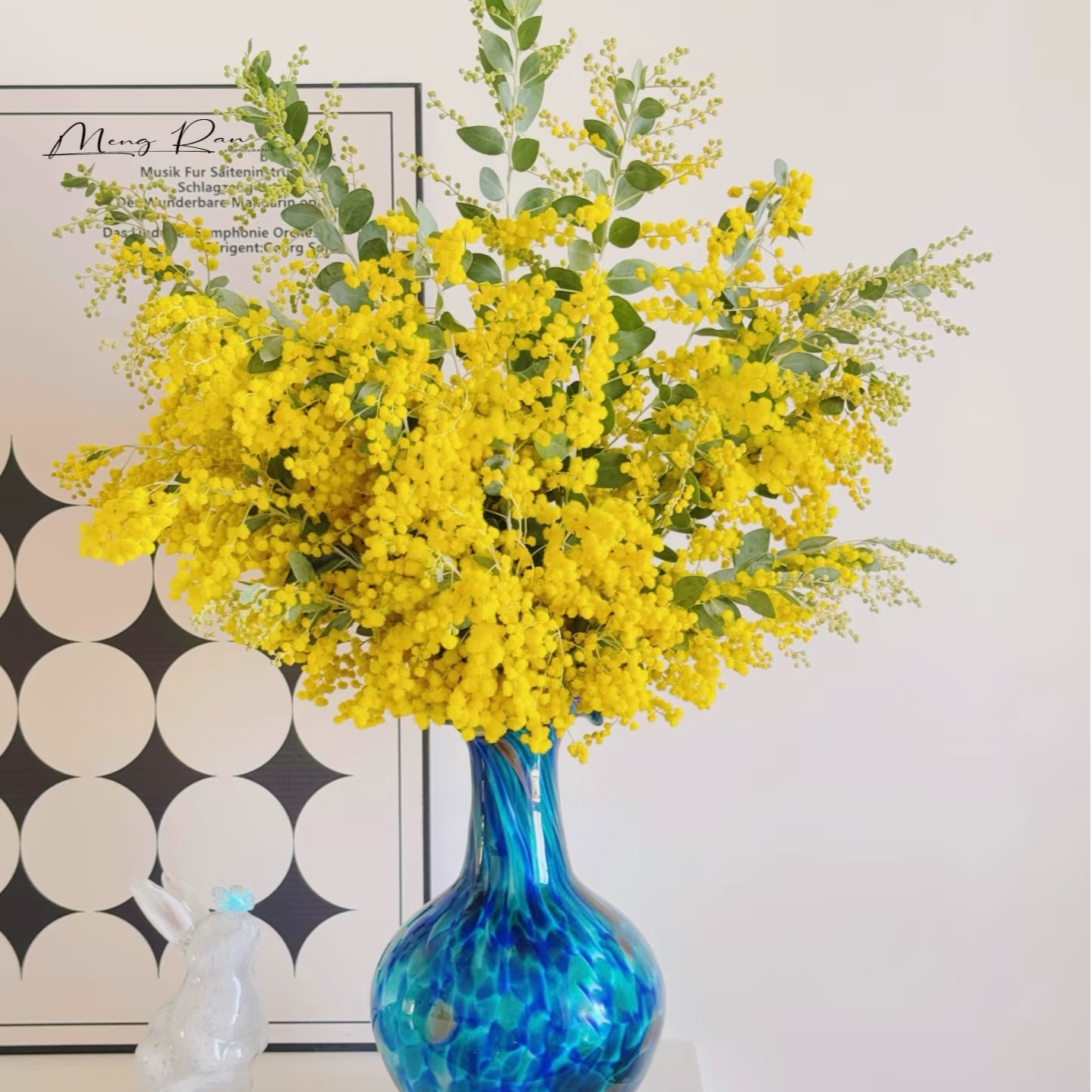 金合欢 1扎 云南基地直发