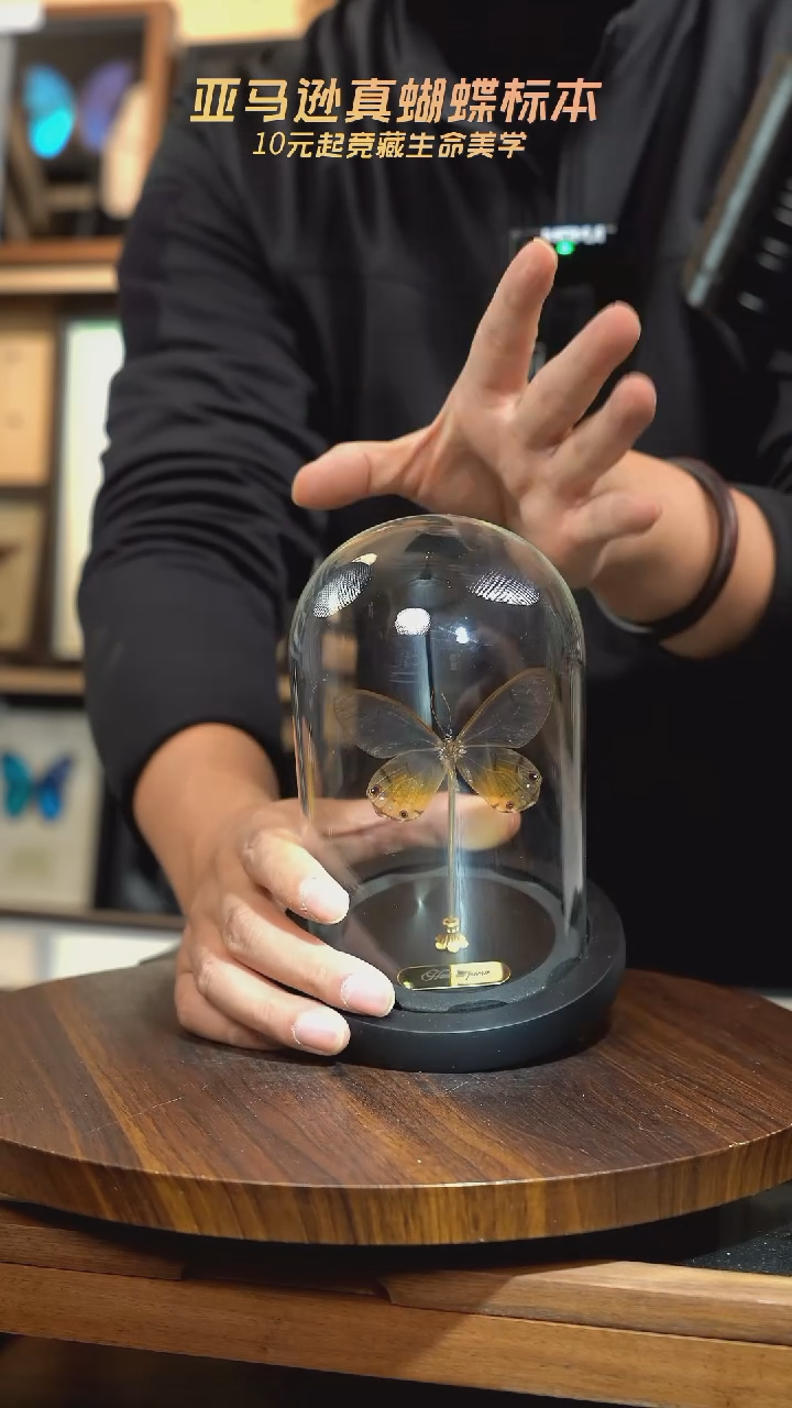 黄晶眼蝶小号玻璃罩