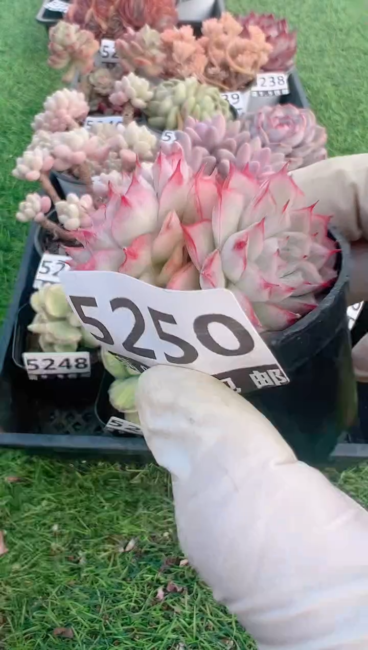 【闪购商品】信福多肉一物一拍