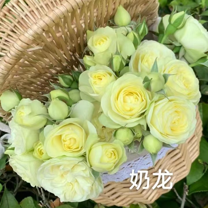 【奶油龙沙中苗】多头四季