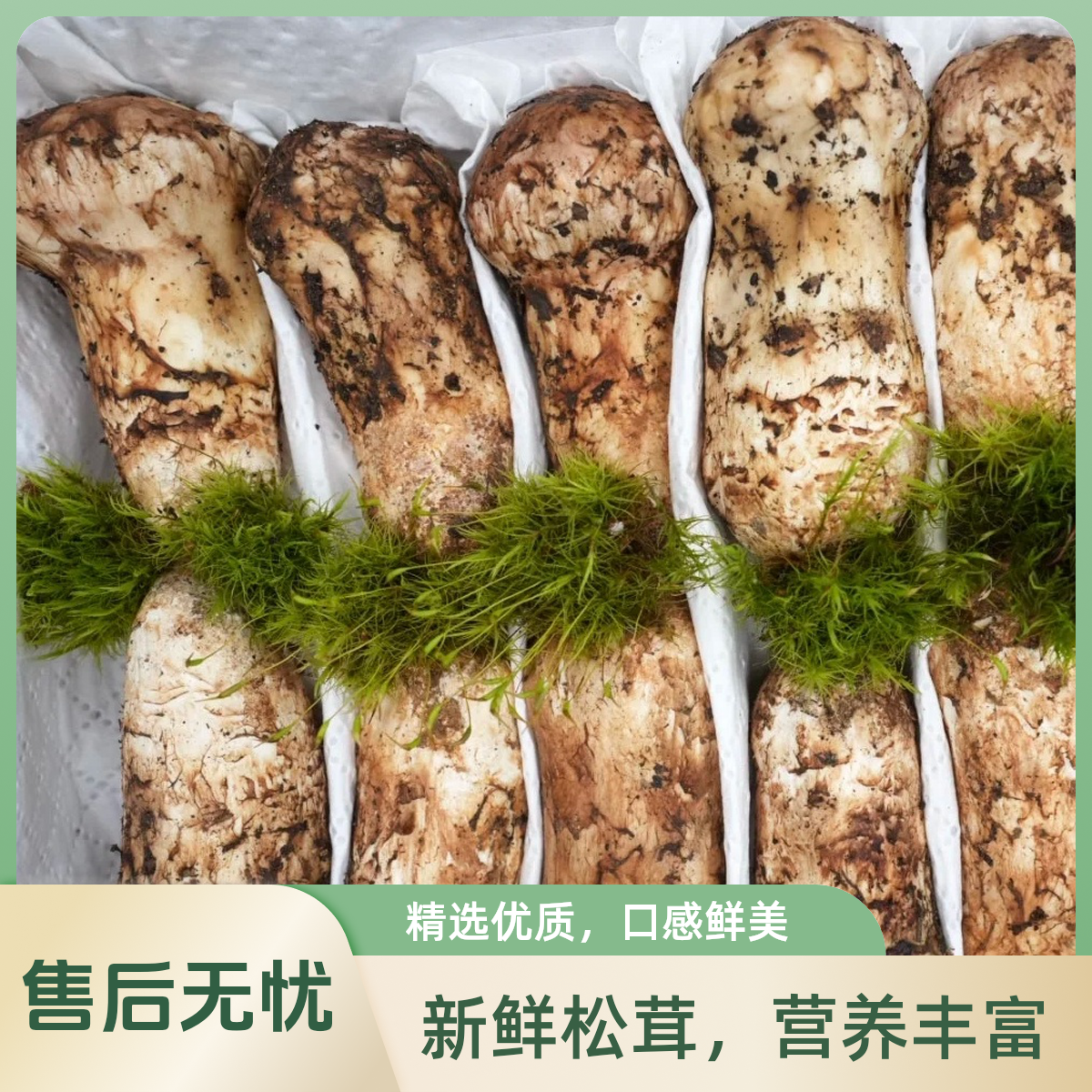 新鲜松茸下山了藏区松茸深山海拔3800米甘孜松茸国宴刺身标准