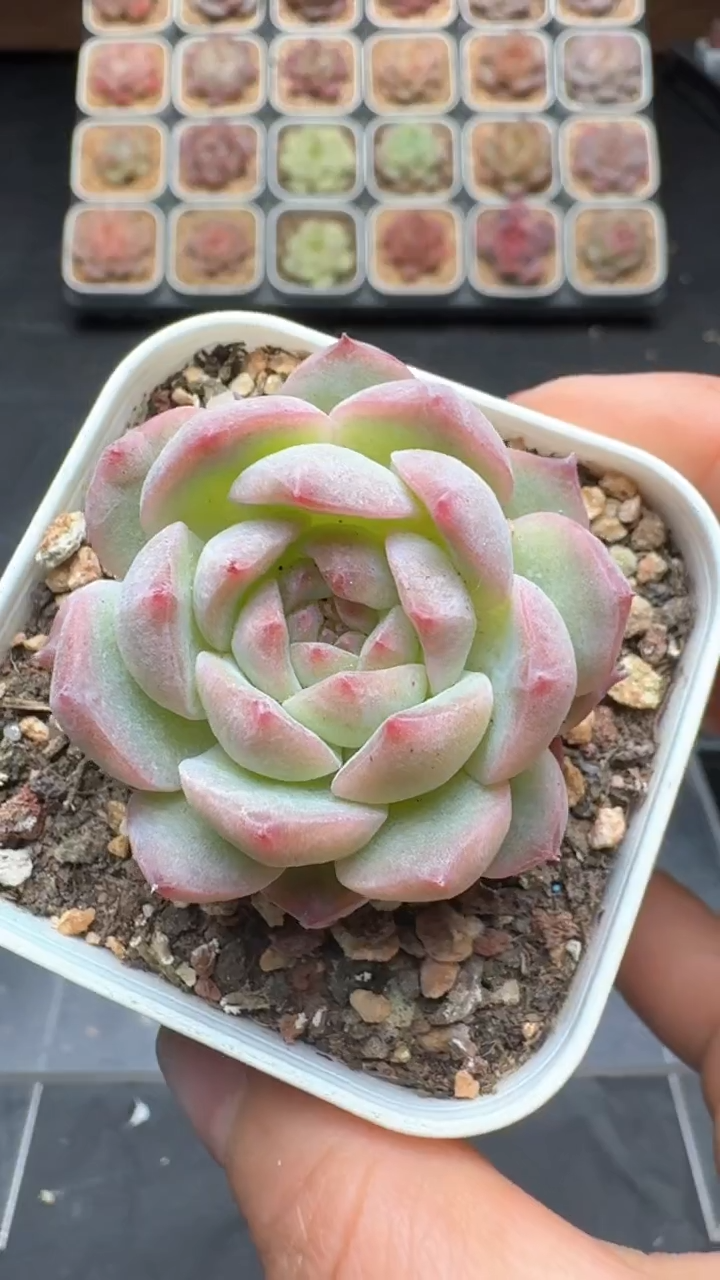 【闪购商品】179号珍妮多肉一物一拍3单包邮