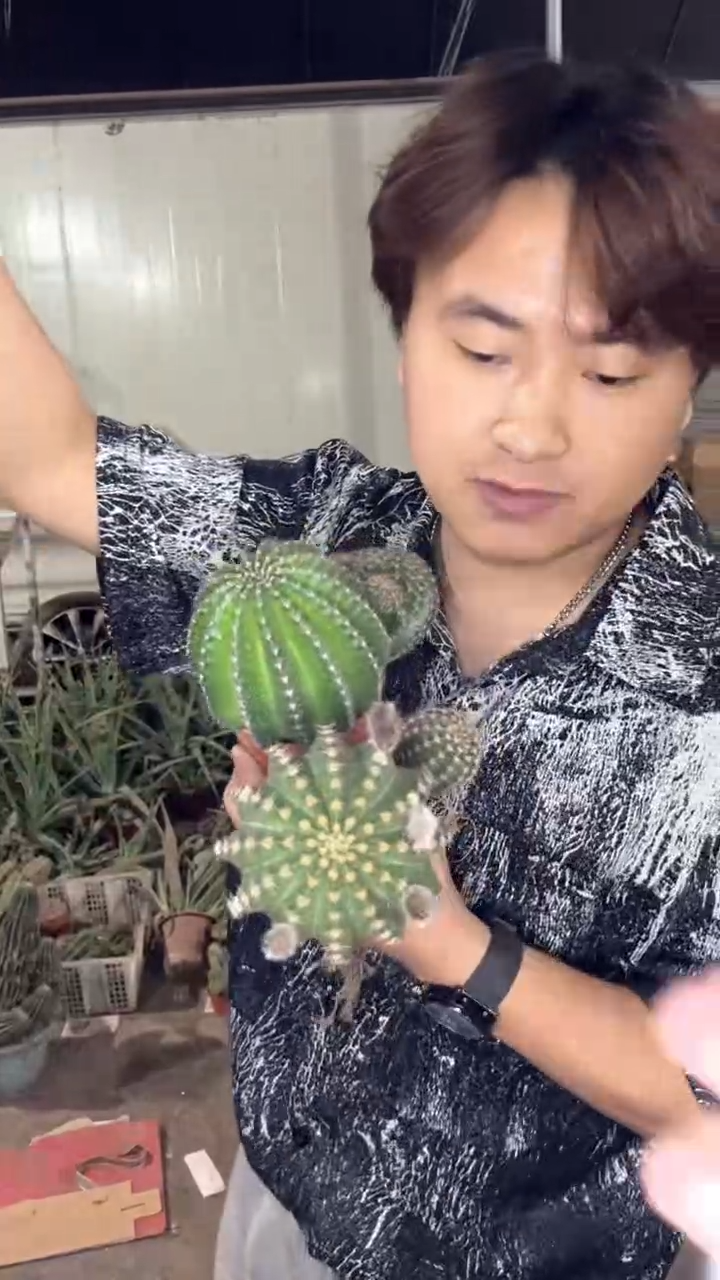 2颗 实生根 黑金刚 不指定带崽