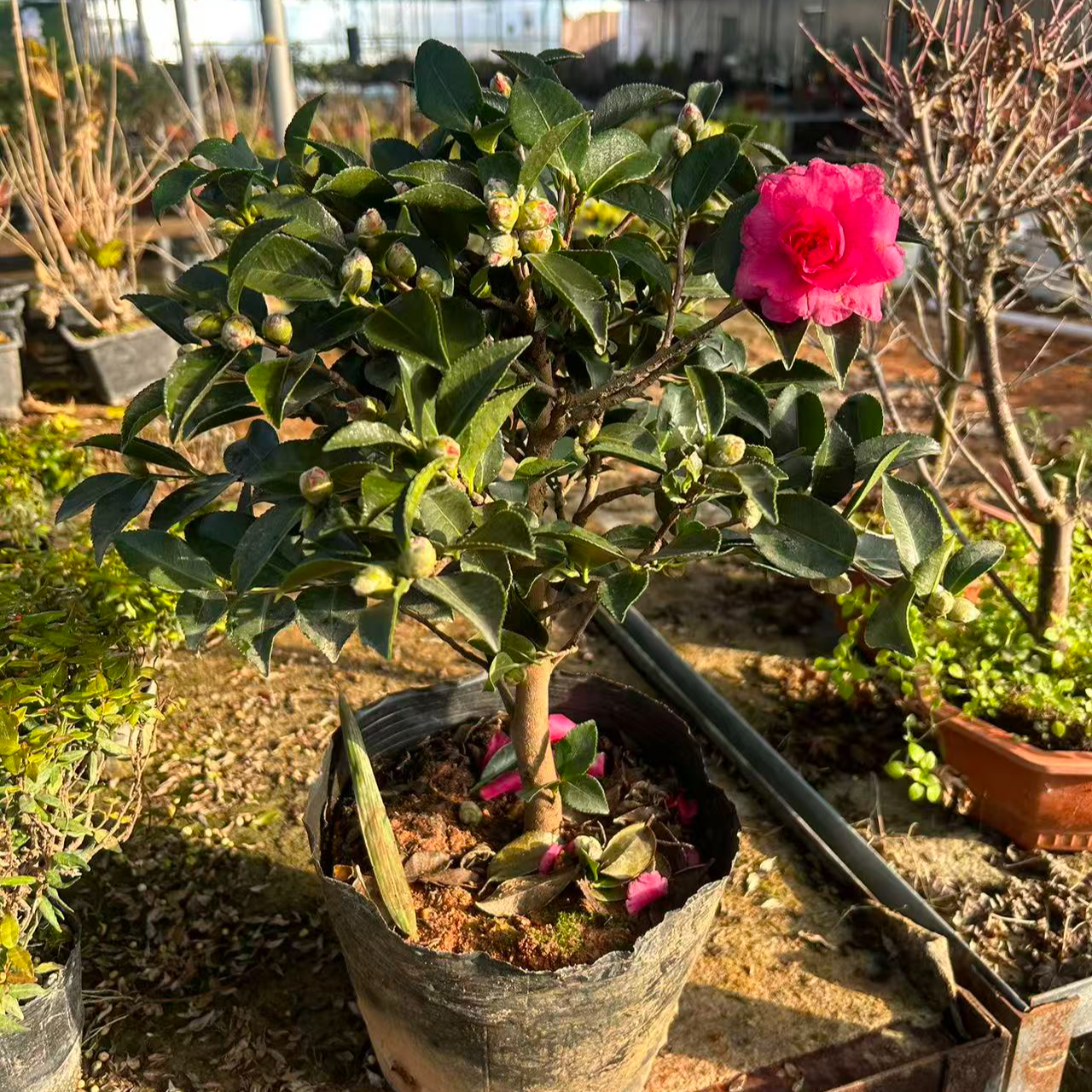 老桩茶梅盆景满树花苞