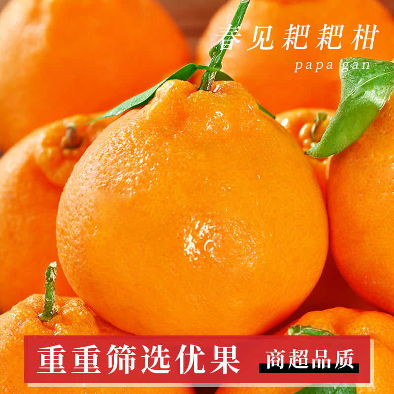 【蒲江耙耙柑】正宗四川春见耙耙柑新鲜水果当季头茬鲜果鲜甜多汁