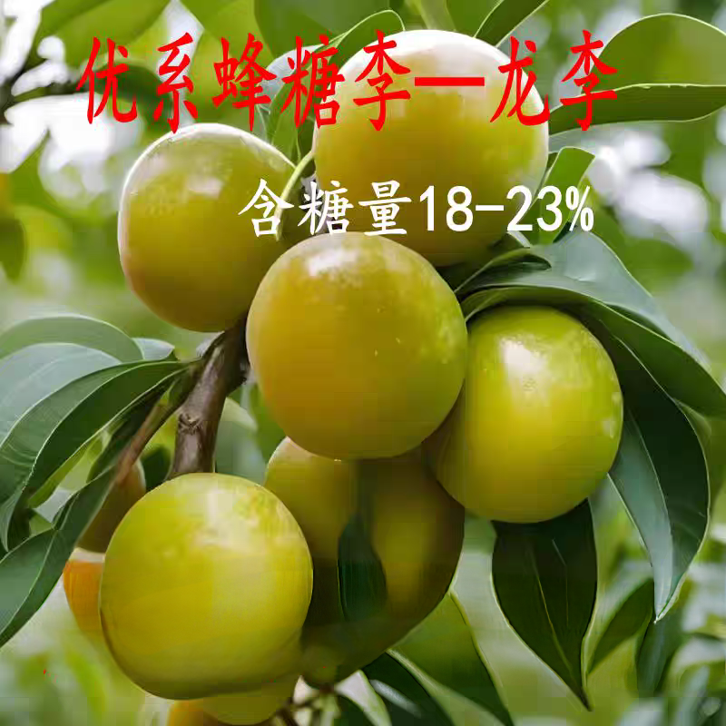 龙李树苗嫁接蜂糖李大果纯甜李子树苗南方北方种植耐寒庭院阳台种