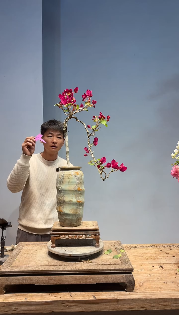 以实际为准三角梅90