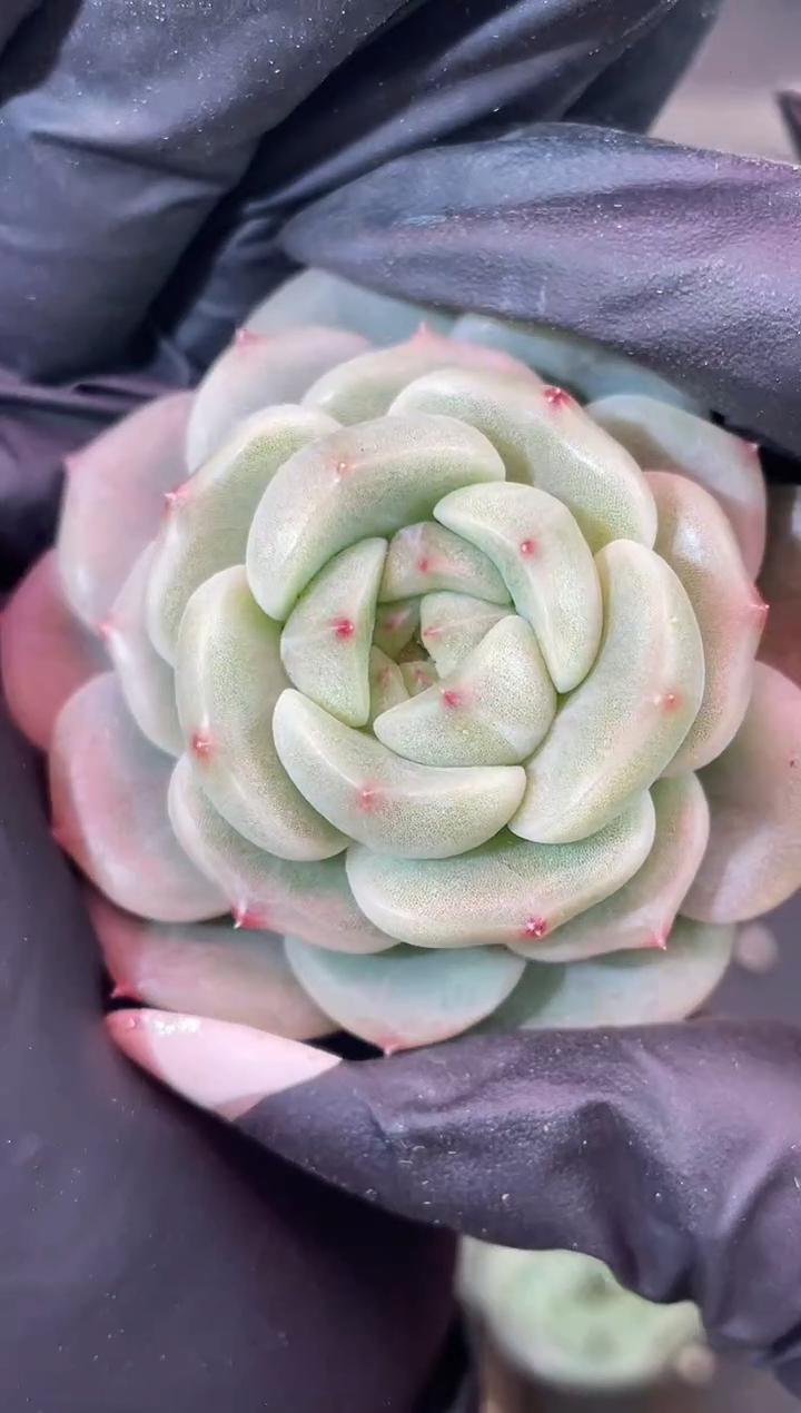 闪购1848  银翡灯多肉一颗  3.8-4厘米 