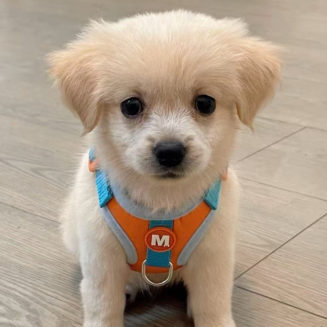 豪宠物狗狗活体全品类萨摩耶柯基拉布拉多比熊边牧阿拉斯加泰迪