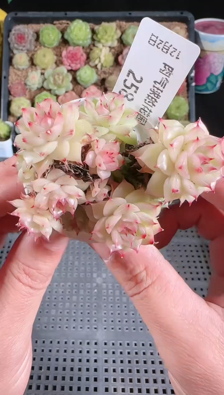 1202-258多肉群生不包整