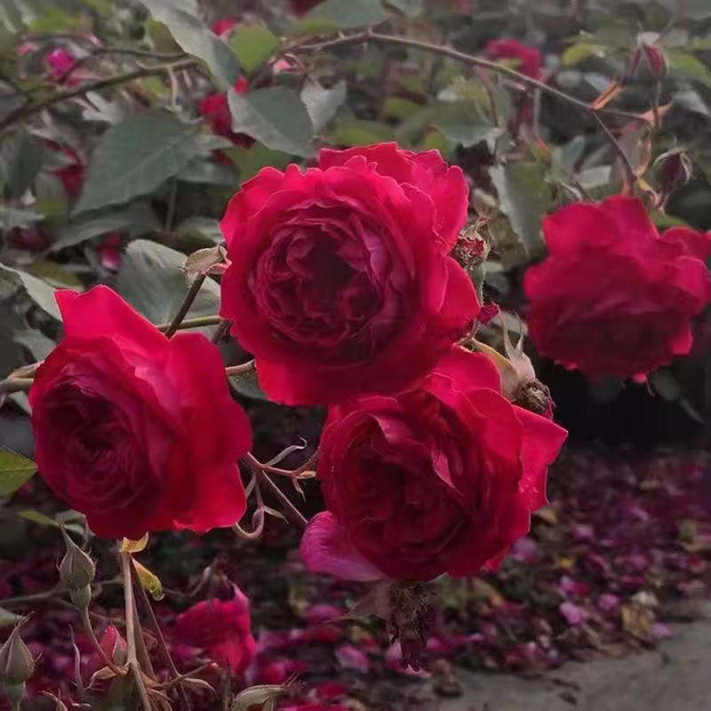 【3棵包邮】软香红月季中国古老月季四季开花庭院地栽藤性盆栽植物