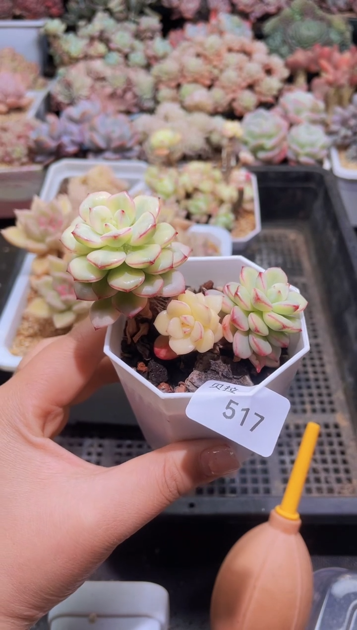 【闪购商品】517探戈锦