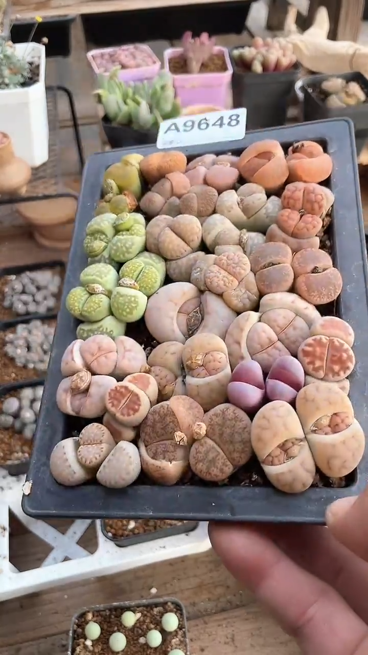 【闪购商品】9648直播一物一拍