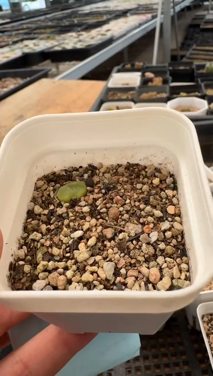 10-93多肉植物肉锥