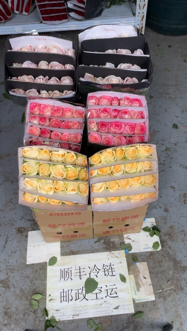 粉红20枝+艾沙20枝+香槟20枝